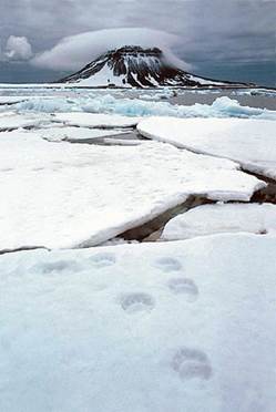 Животный мир :: Из жизни Арктики фото 17