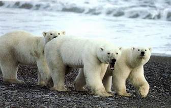 Животный мир :: Из жизни Арктики фото 1
