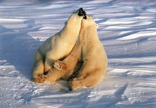 Животный мир :: Из жизни Арктики фото 4