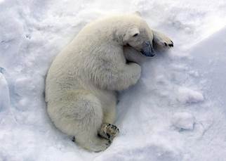 Животный мир :: Из жизни Арктики фото 19
