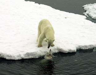Животный мир :: Из жизни Арктики фото 22