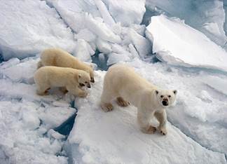 Животный мир :: Из жизни Арктики фото 23