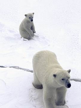 Животный мир :: Из жизни Арктики фото 24