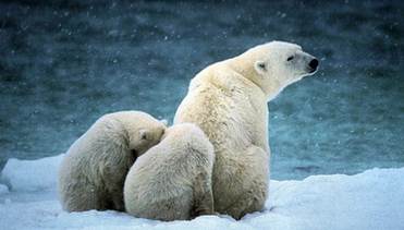 Животный мир :: Из жизни Арктики фото 26